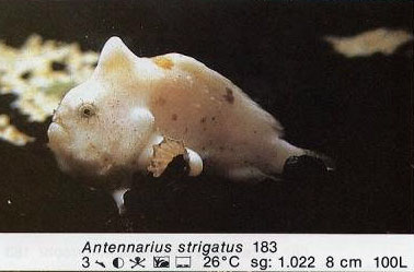 Antennarius strigatus